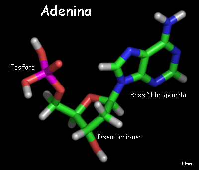 adenina en 3D