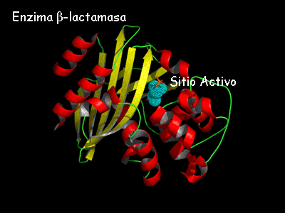 betalactamasa una enzima