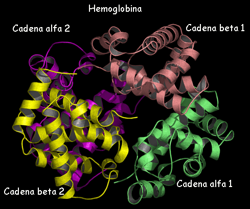 cuatro cadenas de aminoácidos que conforman la hemoglobina: estructura cuaternaria
