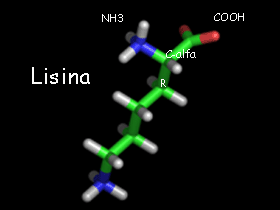 Lisina un aminocido bsico