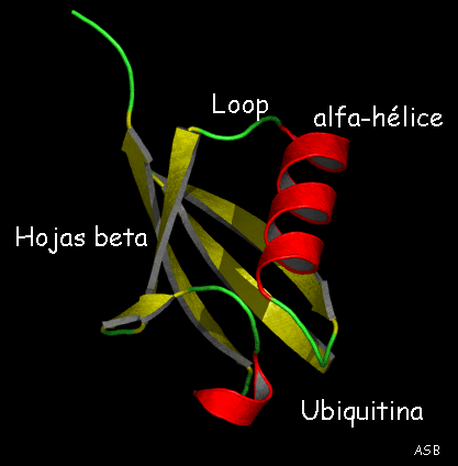 ubiquitina: proteína de una sola cadena, estructura terciaria