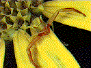 Araa Cangrejo en una flor