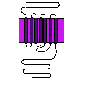 7transp.jpg (17760 bytes)