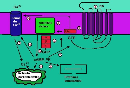Beta Receptor Activation in Cardiac Muscle