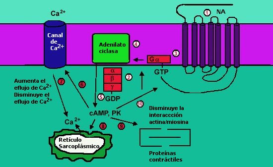 Effect of Beta Receptor Activation on Smooth Muscle