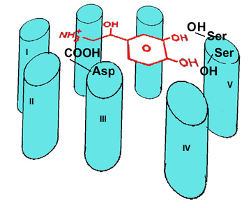 ligbindp.jpg (45770 bytes)