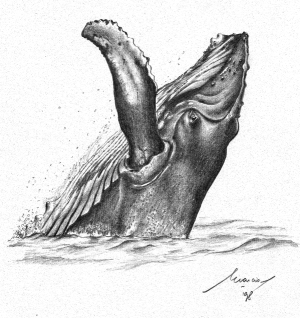 Ballena Jorobada