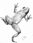 Rana Dardo