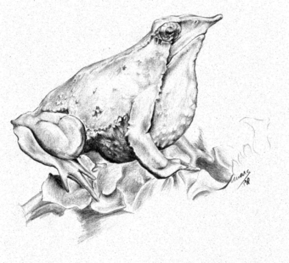 Sapito de Darwin