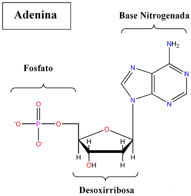 adenina un nucletido