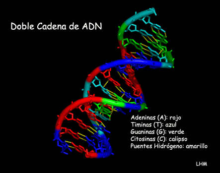 estructura del adn. El A.D.N. almacena y transmite
