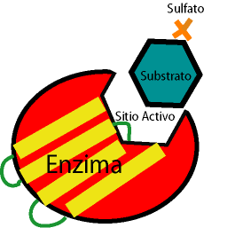esquema sitio activo betalactamasa