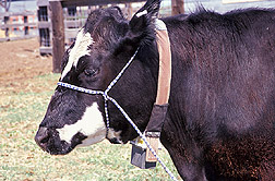 Vaca con Collar