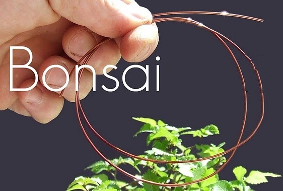 BONSAI NAIVO