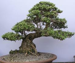 OLIVO