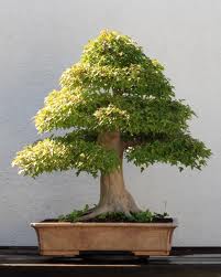 ZELKOVA