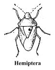 18. Forma directa de montar insectos en alfileres entomológicos. A y B